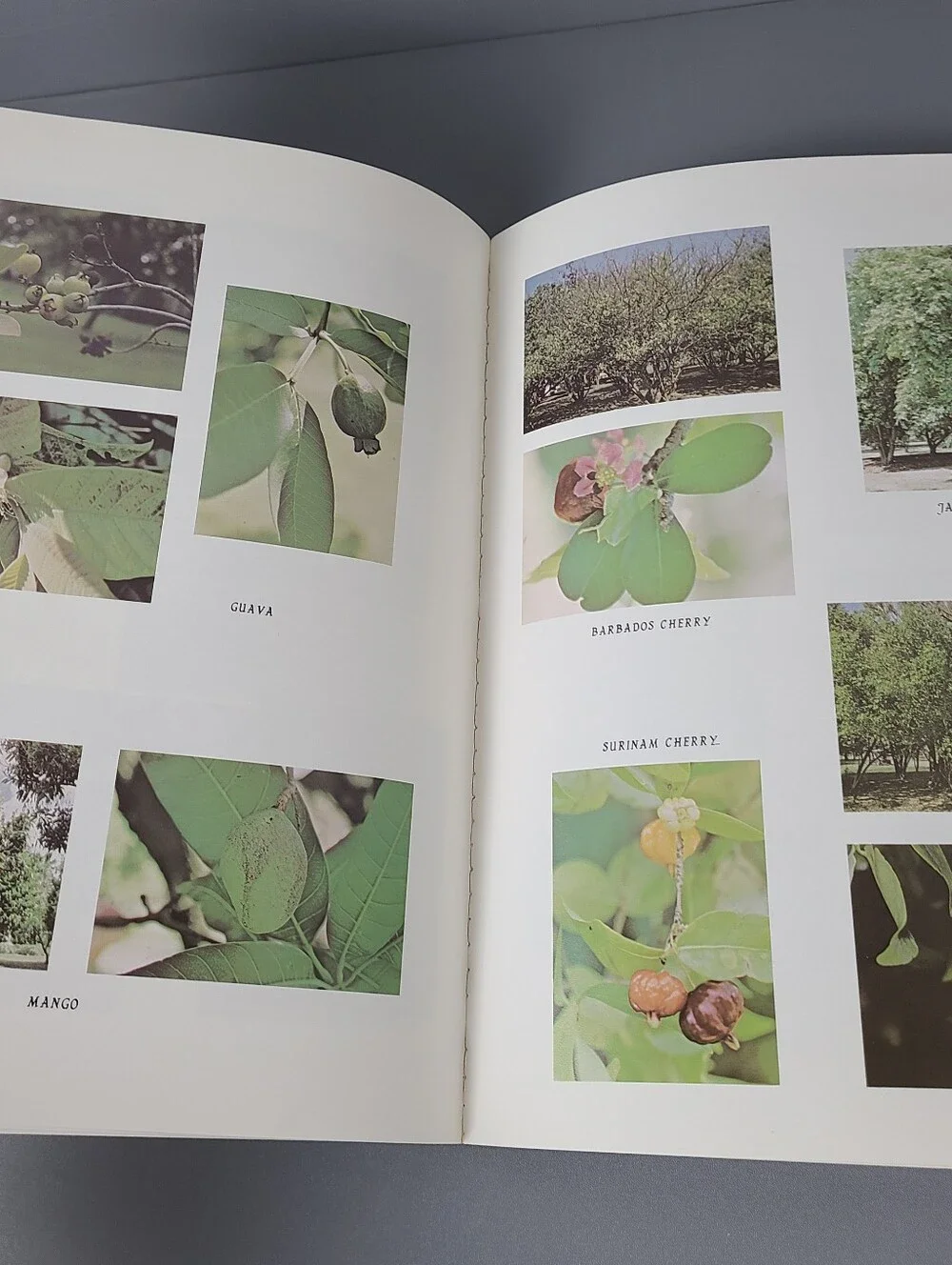 You Can Grow Tropical Fruit Trees Robert H. Mohlenbrock 1980 Vintage Book